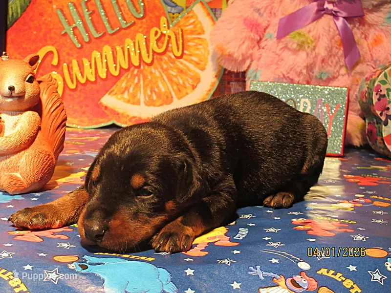 RAMBO – Doberman Pinscher puppy for sale in London, KY