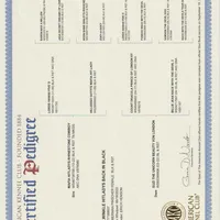 RAMBO, a male Doberman Pinscher for sale in London, KY – Photo 4 of 8