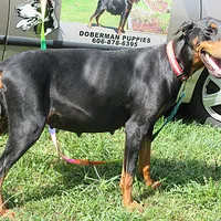RAMBO, a male Doberman Pinscher for sale in London, KY – Photo 2 of 8