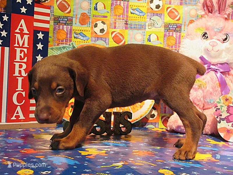 RAMBO – Doberman Pinscher puppy for sale in London, KY