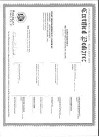 SAMBO, a male Doberman Pinscher for sale in London, KY – Photo 6 of 7