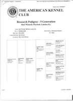 SAMBO, a male Doberman Pinscher for sale in London, KY – Photo 5 of 7