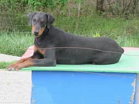 SAMBO, a male Doberman Pinscher for sale in London, KY – Photo 3 of 7