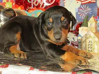 SAMBO, a male Doberman Pinscher for sale in London, KY – Photo 1 of 7