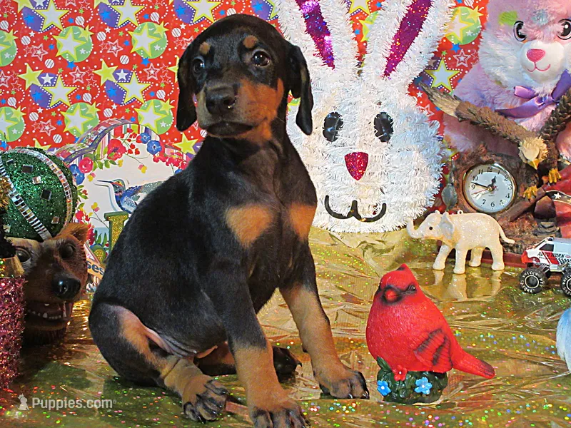 DOLLY – Doberman Pinscher puppy for sale in London, KY