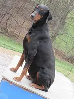 SALEM, a male Doberman Pinscher for sale in London, KY – 2 of 9