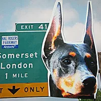 SMOKEY, a male Doberman Pinscher for sale in London, KY – Photo 8 of 8