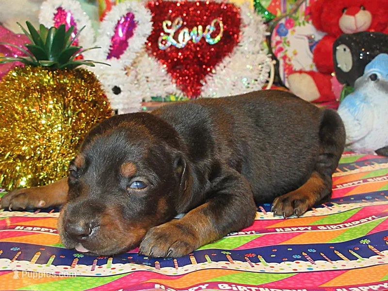 SMOKEY – Doberman Pinscher puppy for sale in London, KY
