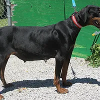 SMOKEY, a male Doberman Pinscher for sale in London, KY – Photo 2 of 8