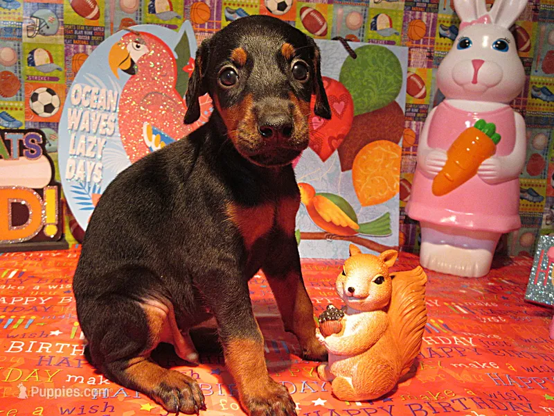 SHARONA – Doberman Pinscher puppy for sale in London, KY