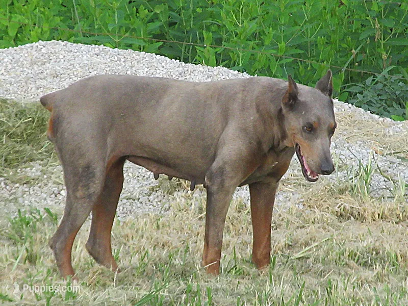SUZI THE UNICORN BEAUTY – Doberman Pinscher puppy for sale in London, KY