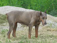 SUZI THE UNICORN BEAUTY, a female Doberman Pinscher for sale in London, KY – 1 of 6