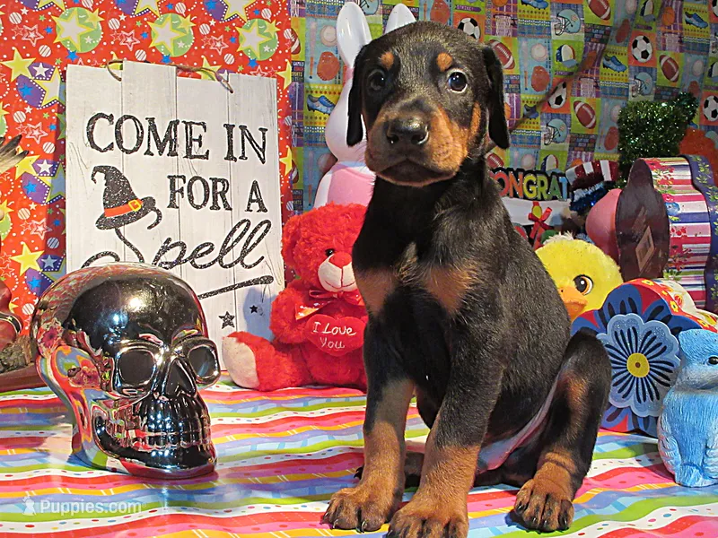 DOLLY – Doberman Pinscher puppy for sale in London, KY