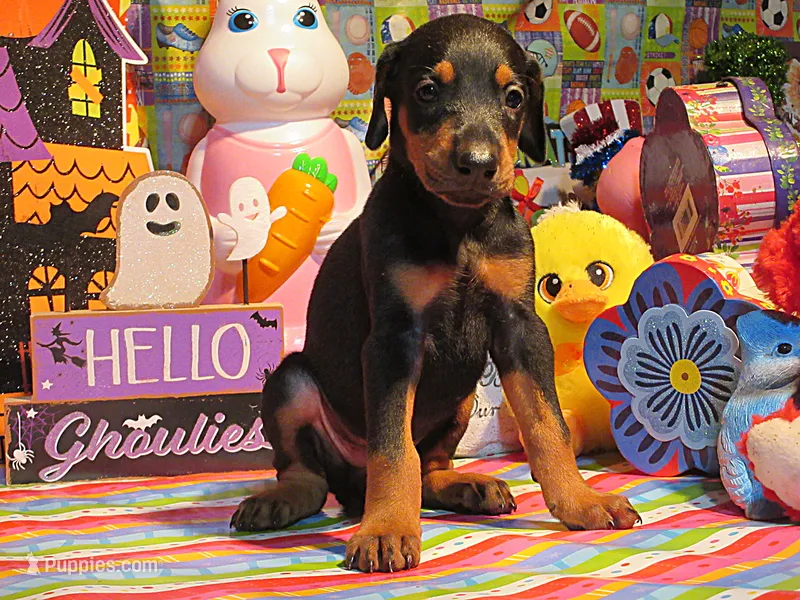 SHARP DRESSED MAN – Doberman Pinscher puppy for sale in London, KY