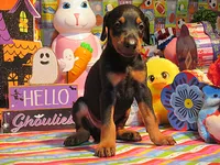 SHARP DRESSED MAN, a male Doberman Pinscher for sale in London, KY – 1 of 10