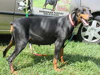 KANE, a male Doberman Pinscher for sale in London, KY – 2 of 9