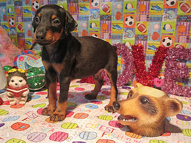 PERKY – Doberman Pinscher puppy for sale in London, KY