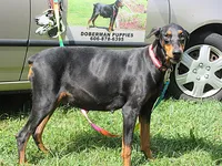 TOTO, a male Doberman Pinscher for sale in London, KY – 2 of 10