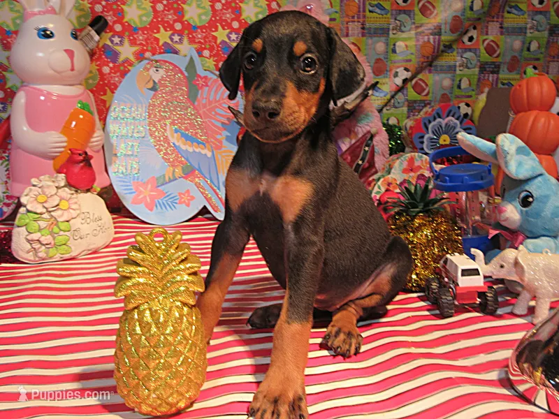 PINTO – Doberman Pinscher puppy for sale in London, KY