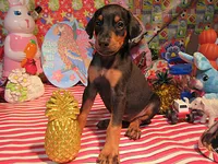 PINTO, a female Doberman Pinscher for sale in London, KY – 1 of 8