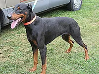 YOUR SHARONA, a female Doberman Pinscher for sale in London, KY – 4 of 10