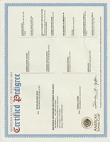 LOTTO, a  Doberman Pinscher for sale in London, KY – Photo 8 of 9