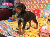 LUCKY, a female Doberman Pinscher for sale in London, KY – Photo 2 of 9