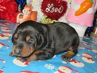 LOTTO, a  Doberman Pinscher for sale in London, KY – Photo 6 of 9