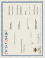 LOTTO, a  Doberman Pinscher for sale in London, KY – Photo 9 of 9