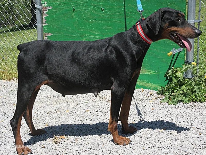 LUCKY – Doberman Pinscher puppy for sale in London, KY