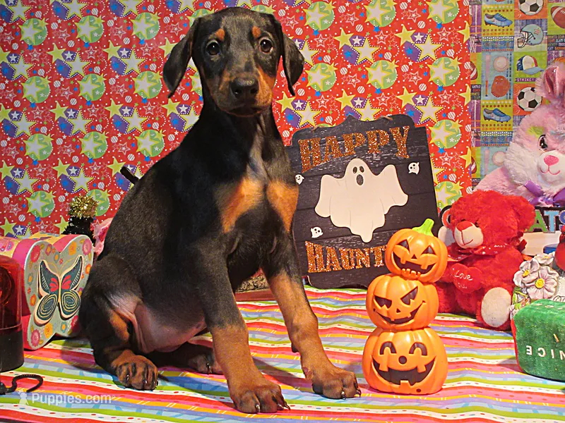PICKLES – Doberman Pinscher puppy for sale in London, KY