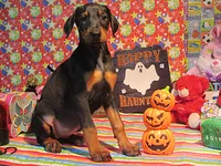PICKLES, a female Doberman Pinscher for sale in London, KY – 1 of 10