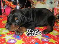 VELVET, a  Doberman Pinscher for sale in London, KY – 1 of 9