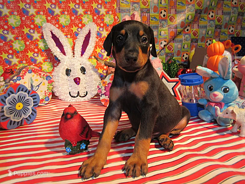 YOUR SHARONA – Doberman Pinscher puppy for sale in London, KY