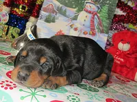 CORKY, a  Doberman Pinscher for sale in London, KY – Photo 1 of 9