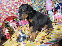 DRACULA, a male Doberman Pinscher for sale in London, KY – Photo 1 of 9