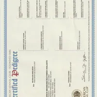 DRACULA, a male Doberman Pinscher for sale in London, KY – Photo 4 of 9