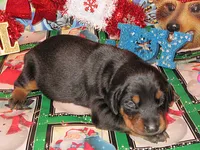 DYNOMITE, a  Doberman Pinscher for sale in London, KY – 1 of 10