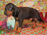 SUNSHINE, a female Doberman Pinscher for sale in London, KY – Photo 2 of 6