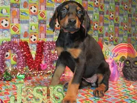 SUNSHINE, a female Doberman Pinscher for sale in London, KY – Photo 1 of 6