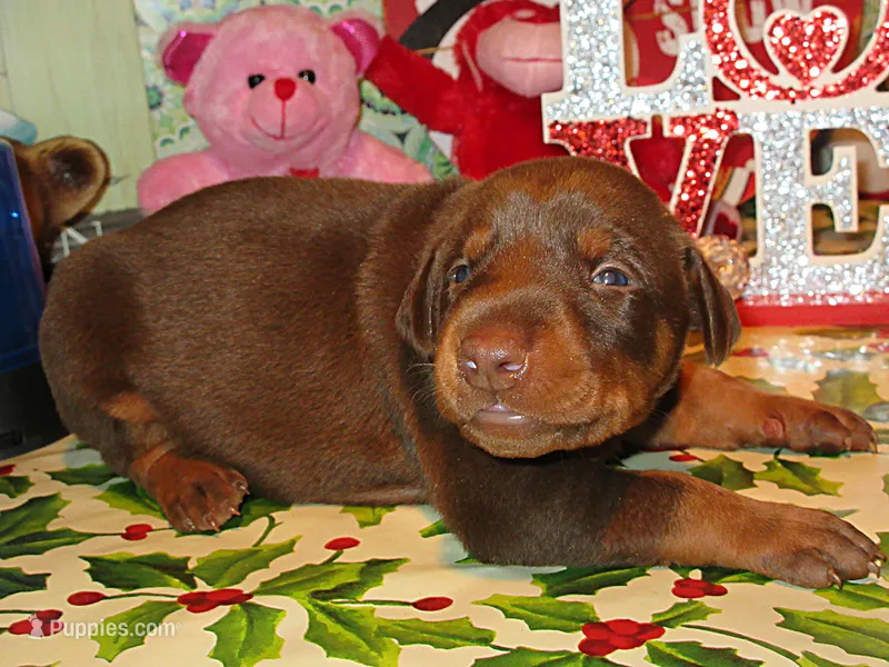 ZEUS – Doberman Pinscher puppy for sale in London, KY