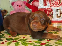 ZEUS, a  Doberman Pinscher for sale in London, KY – 1 of 10