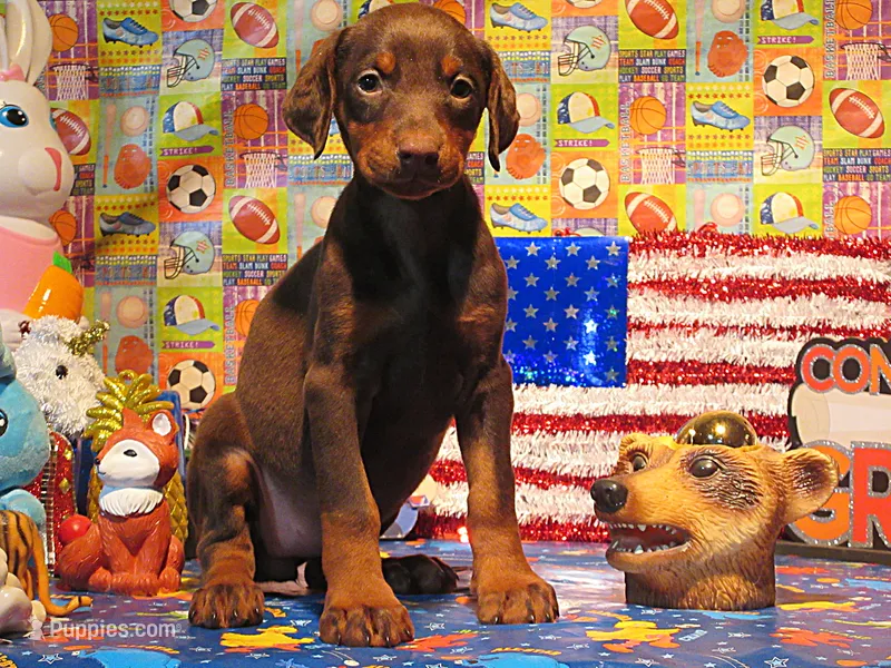 RED RIDING HOOD – Doberman Pinscher puppy for sale in London, KY