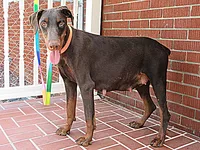 RED RIDING HOOD, a male Doberman Pinscher for sale in London, KY – 2 of 10