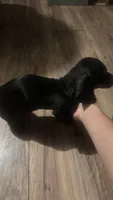 No name , a male Dachshund for sale in Phoenix, AZ – 3 of 3