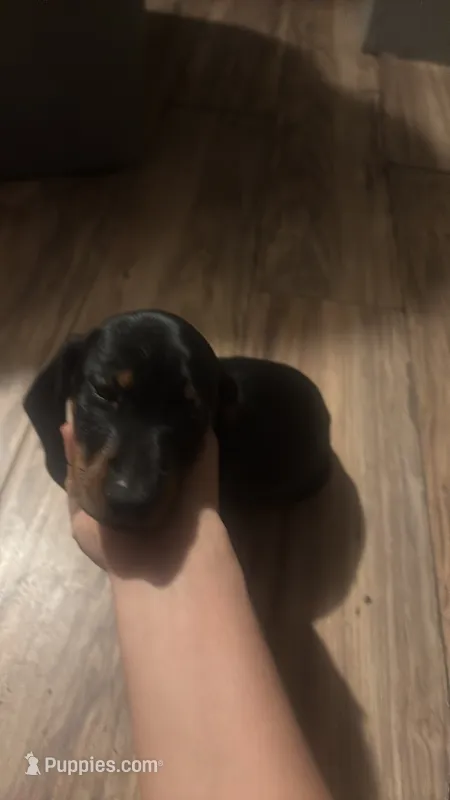 No name  – Dachshund puppy for sale in Phoenix, AZ