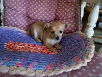 Casey, a male Chihuahua for sale in Grovespring, MO – 2 of 9