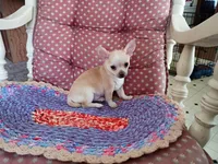 Copper, a male Chihuahua for sale in Grovespring, MO – 7 of 8