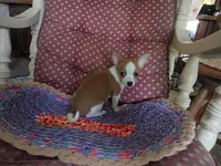 Koda, a male Chihuahua for sale in Grovespring, MO – 9 of 10