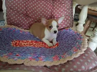 Koda, a male Chihuahua for sale in Grovespring, MO – 6 of 10